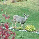 Deer often enjoy summer grass in Off our Rockies yard